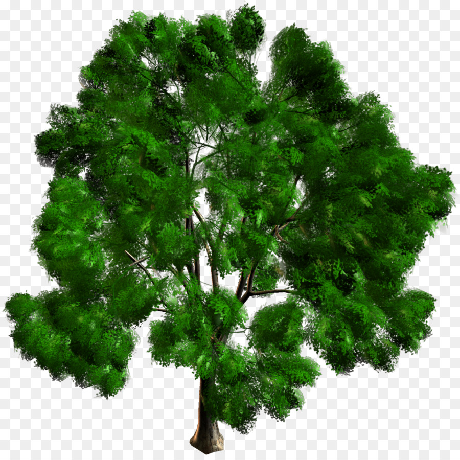 Arbre Vert，Nature PNG