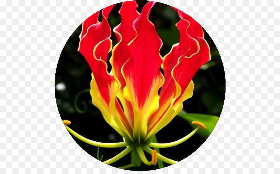 Flamme Lily，De La Graine PNG