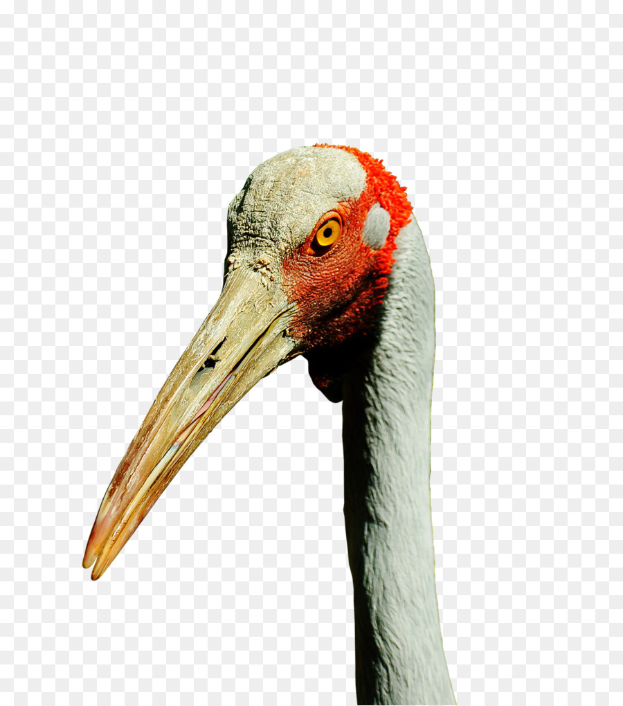 Oiseau，Brolga PNG