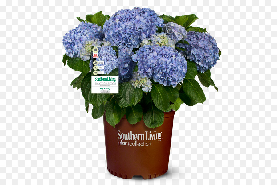 Français Hortensia，Arbuste PNG