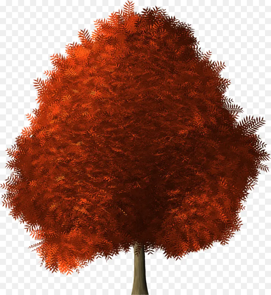 Arbre Rouge，Automne PNG