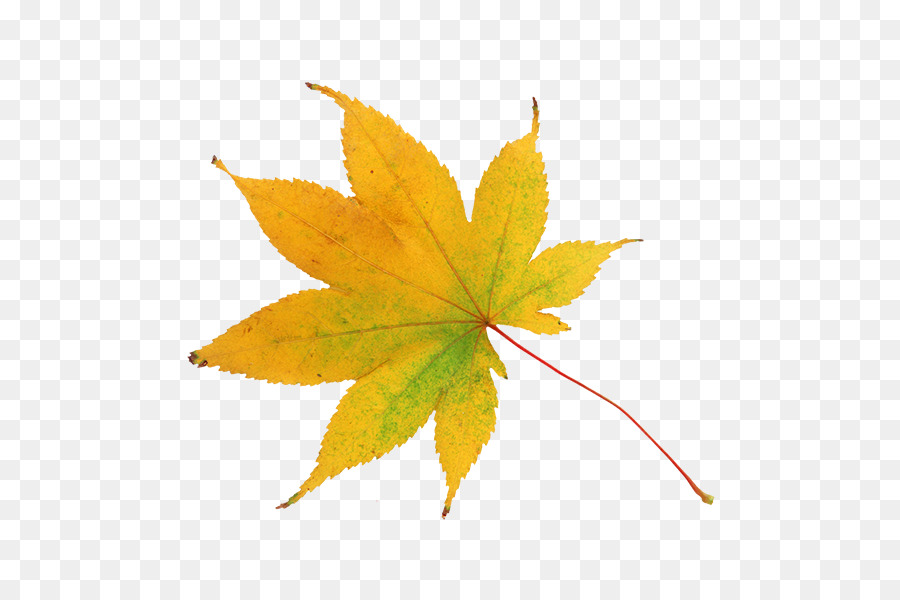 Feuille，Automne PNG