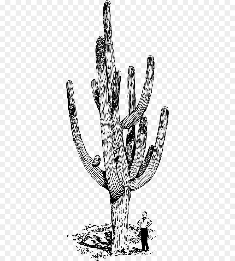 Saguaro，Cactaceae PNG