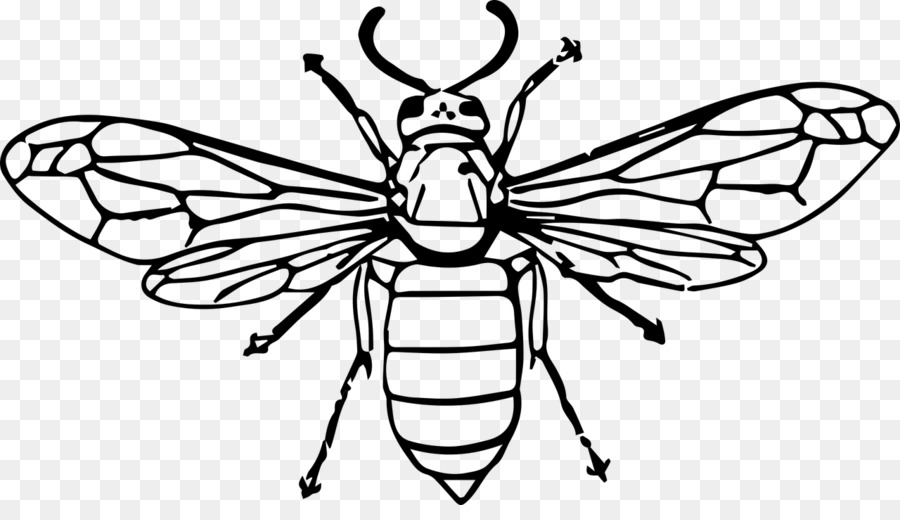 Abeille，Insecte PNG