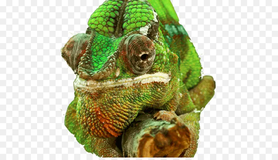 Caméléon，Reptile PNG