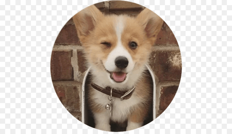 Pembroke Welsh Corgi，Chiot PNG