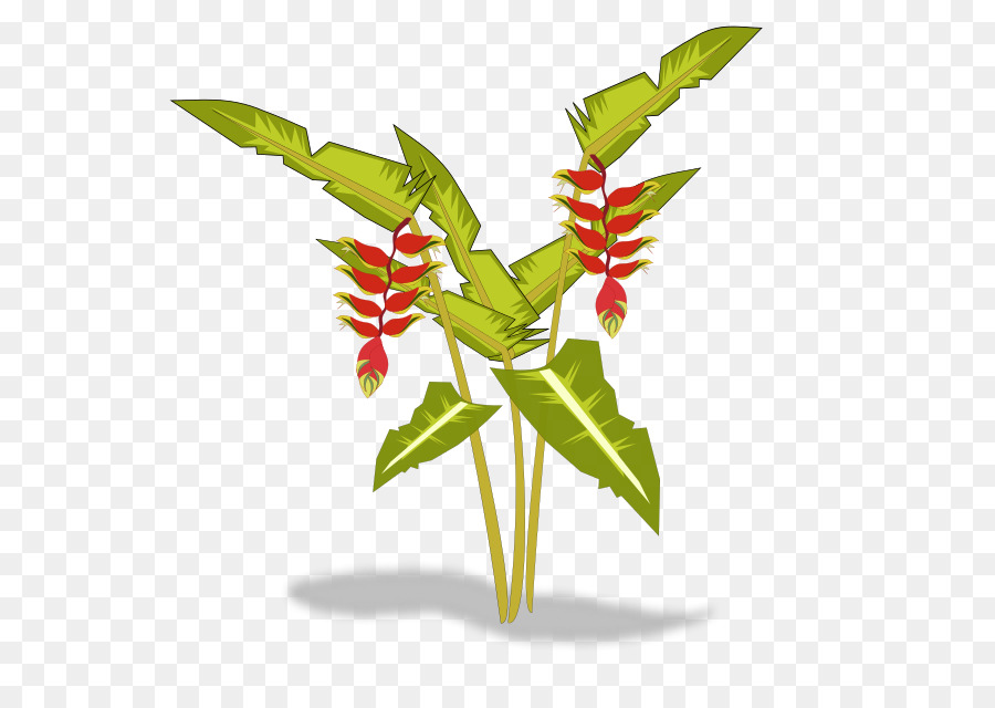 Heliconia Psittacorum，Fleur De Paradis PNG