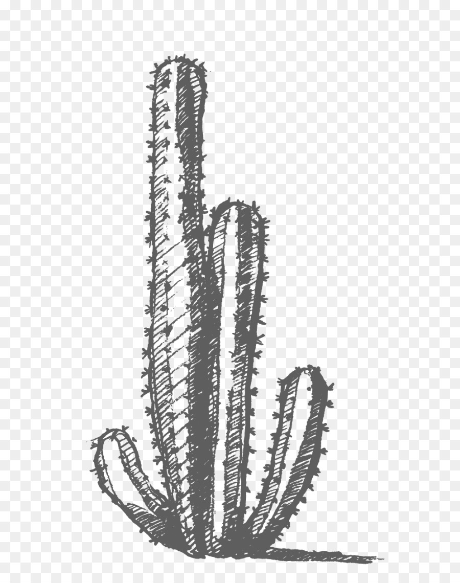 Croquis De Cactus，Noir Et Blanc PNG