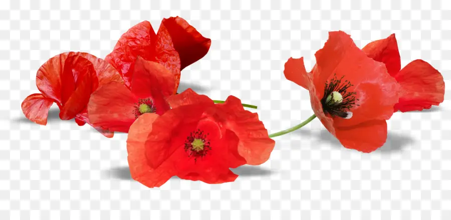 Coquelicots Rouges，Épanouissement PNG