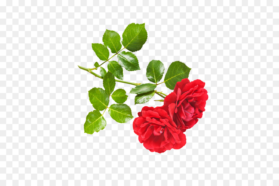 Omgronny，Rose PNG