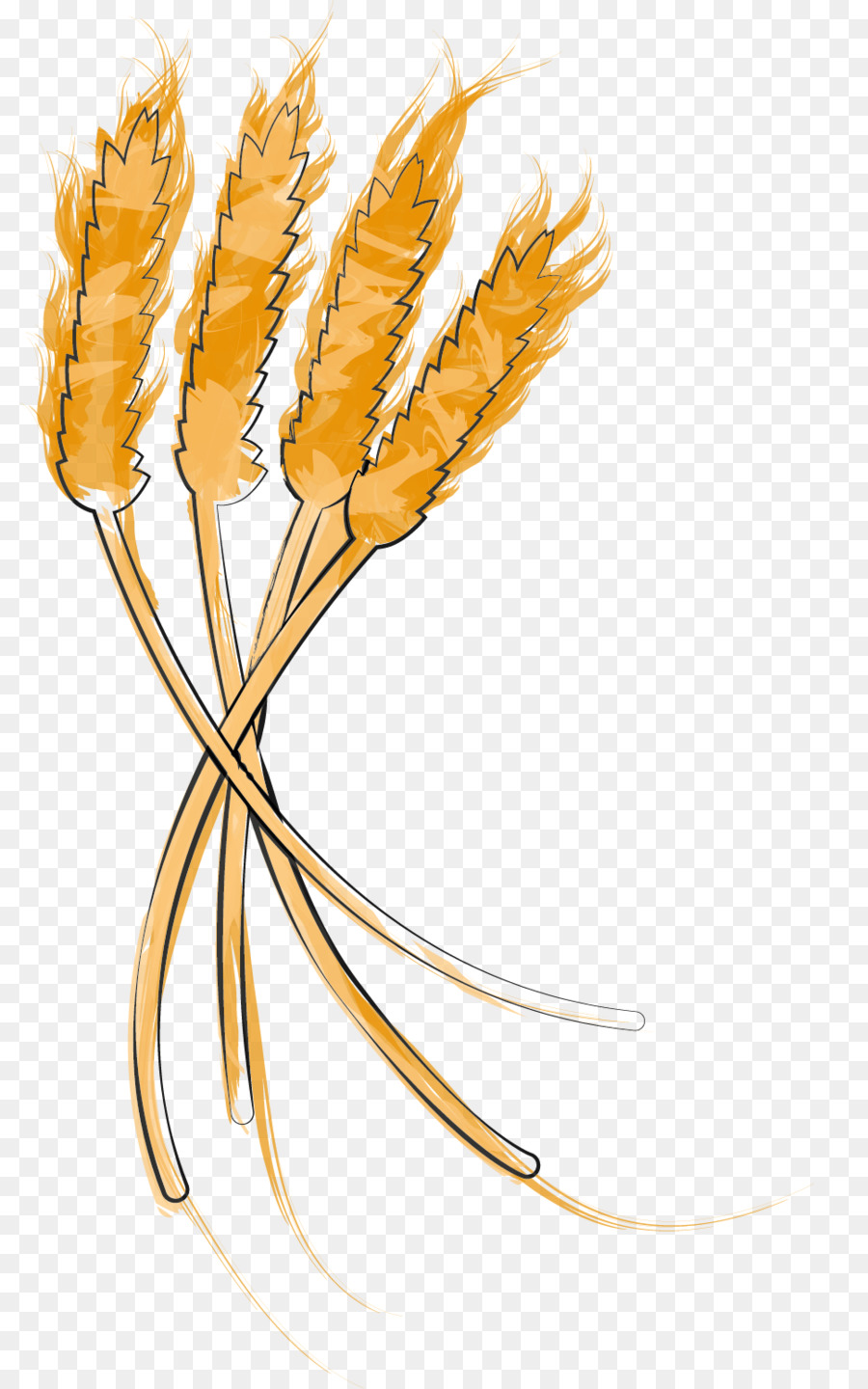 Blé，Grain PNG