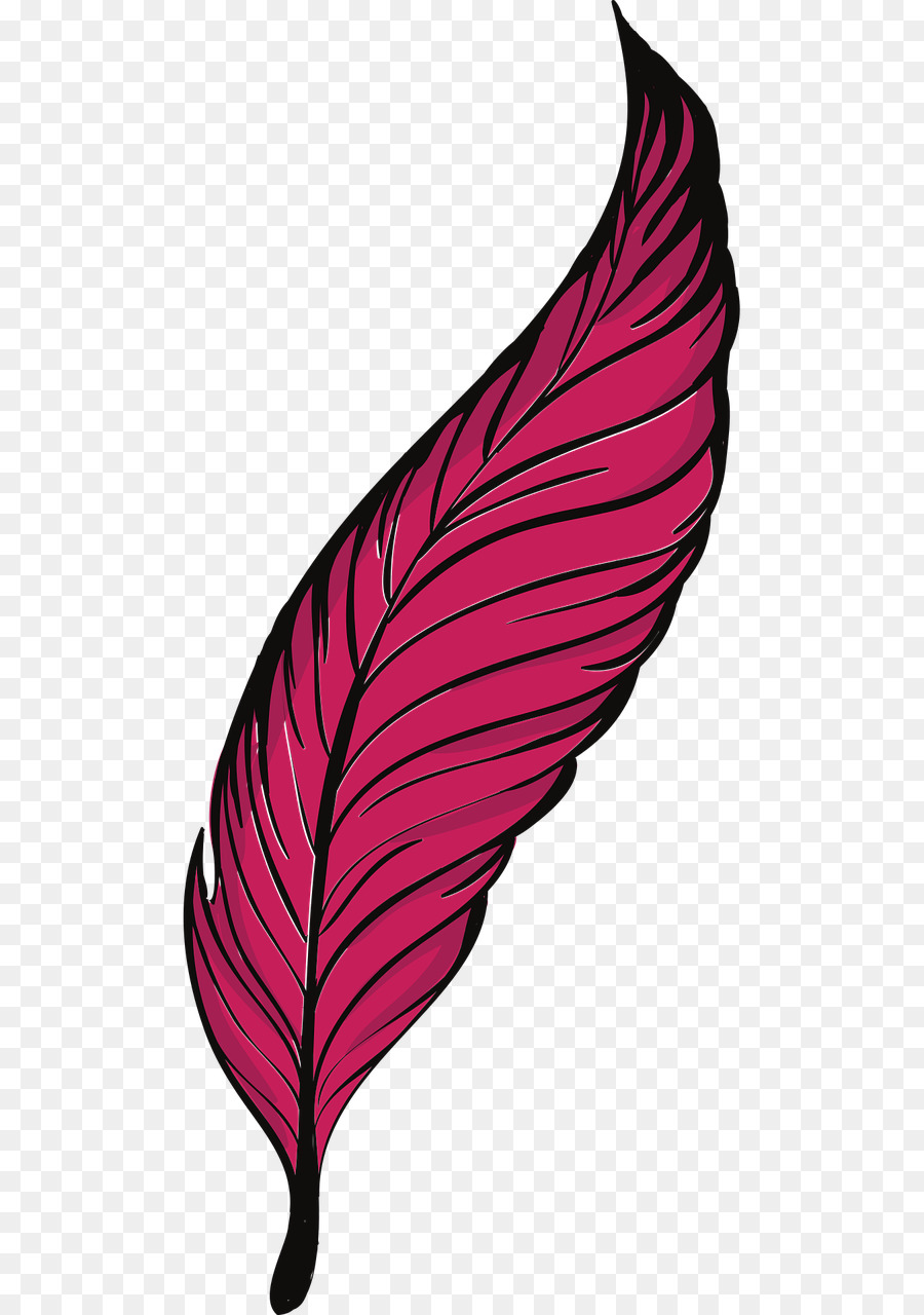 Plume Rose，Doux PNG