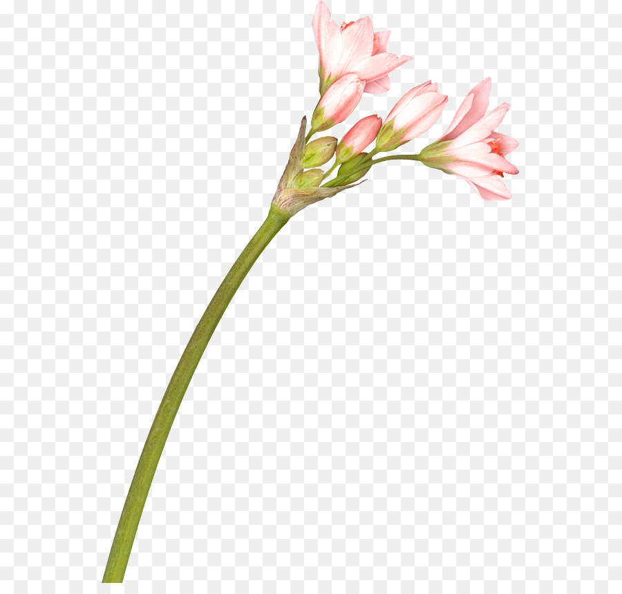 Fleur，Rose PNG