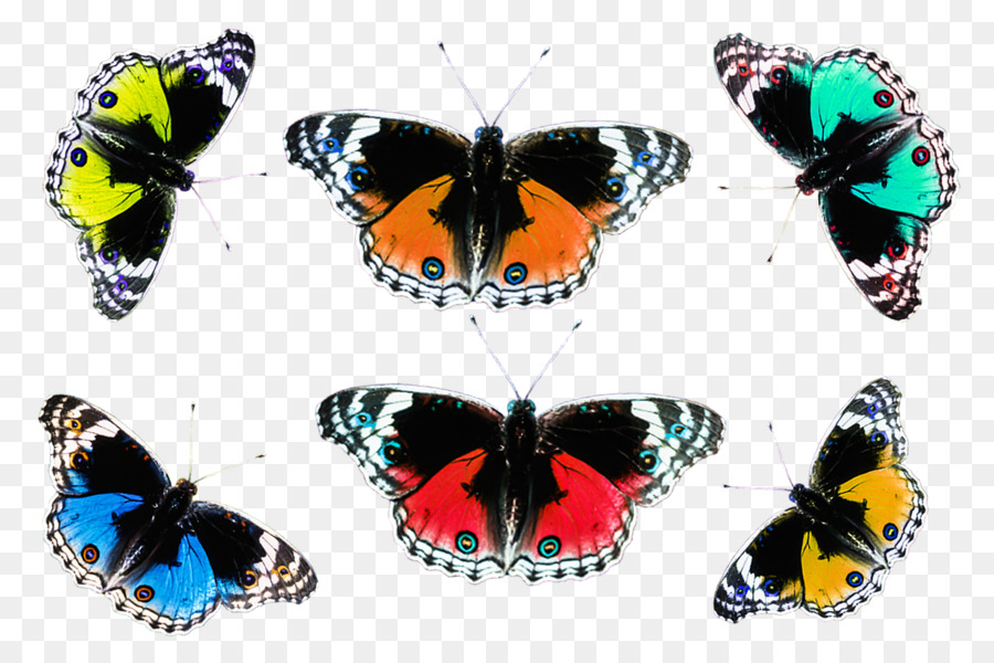 Brosser Les Papillons，Papillon PNG