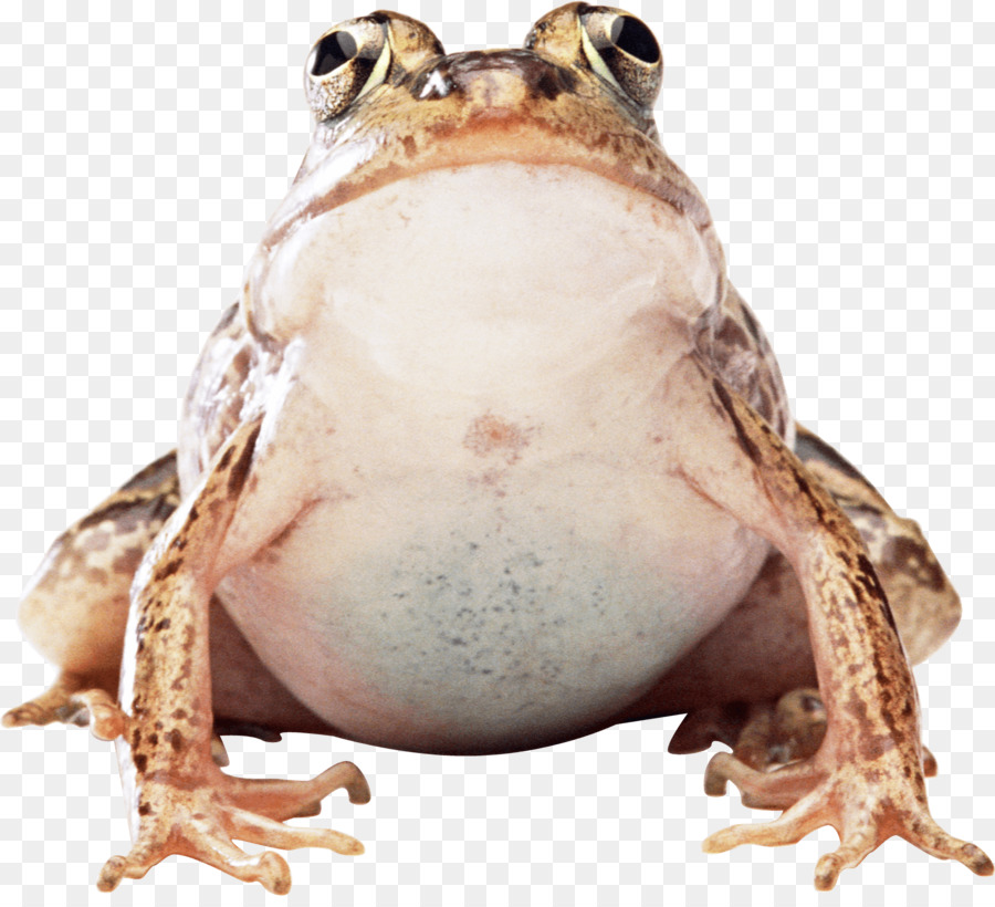 Grenouille，Amphibie PNG