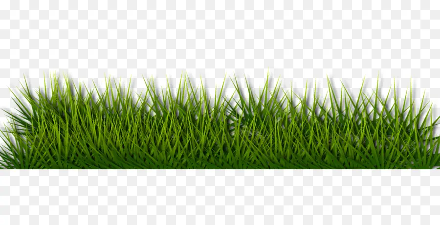 Herbe Verte，Pelouse PNG