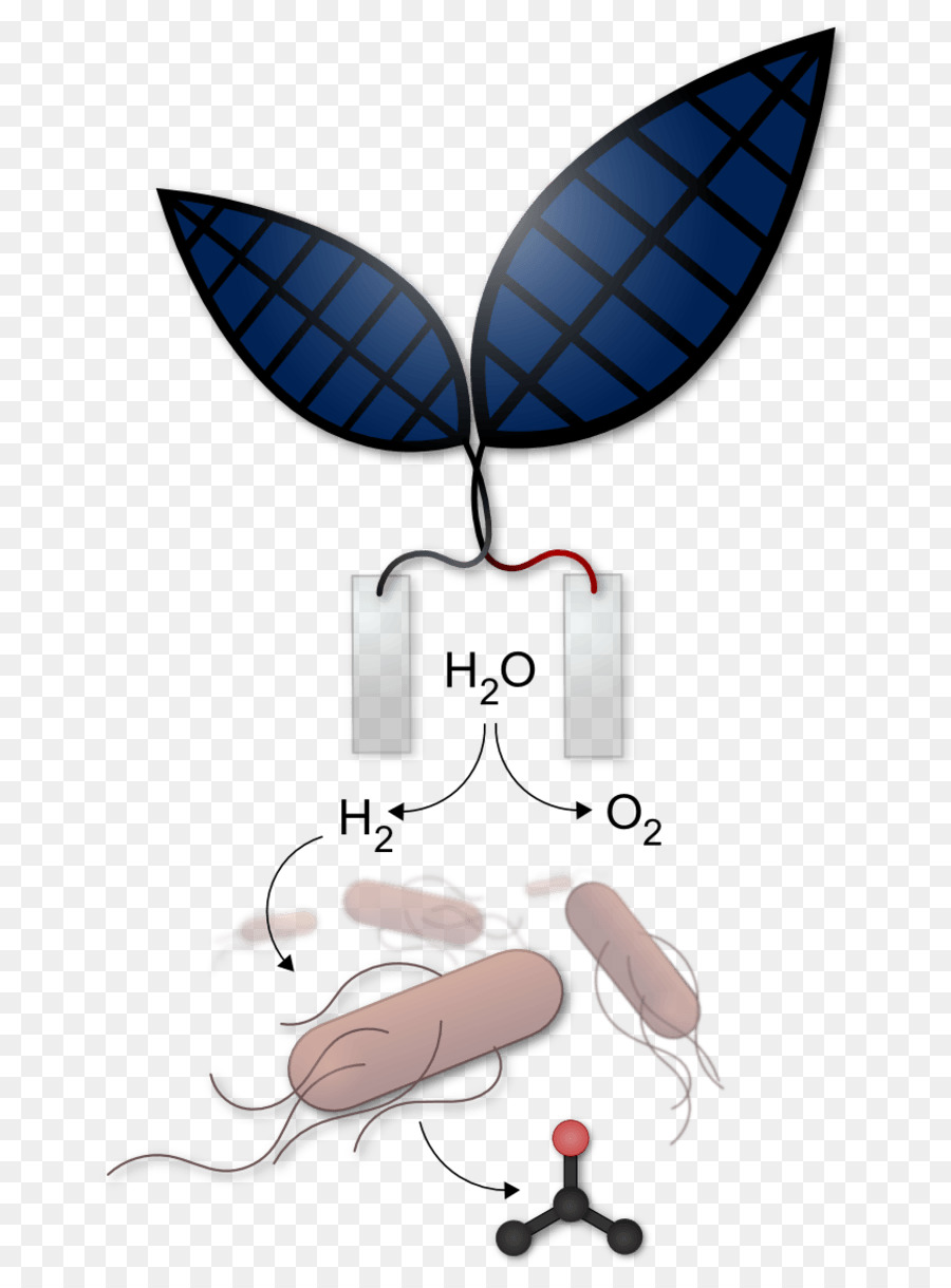 Photosynthèse Artificielle，énergie PNG
