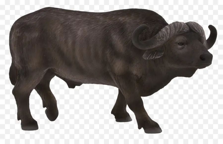 Buffle，Bison PNG