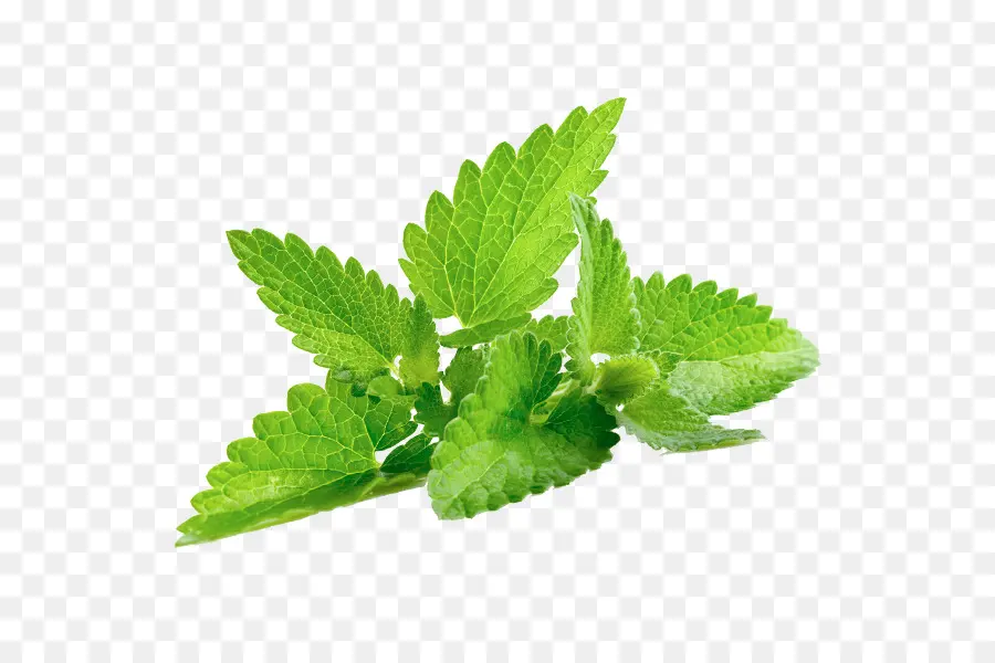 Feuilles De Menthe Verte，Herbe PNG