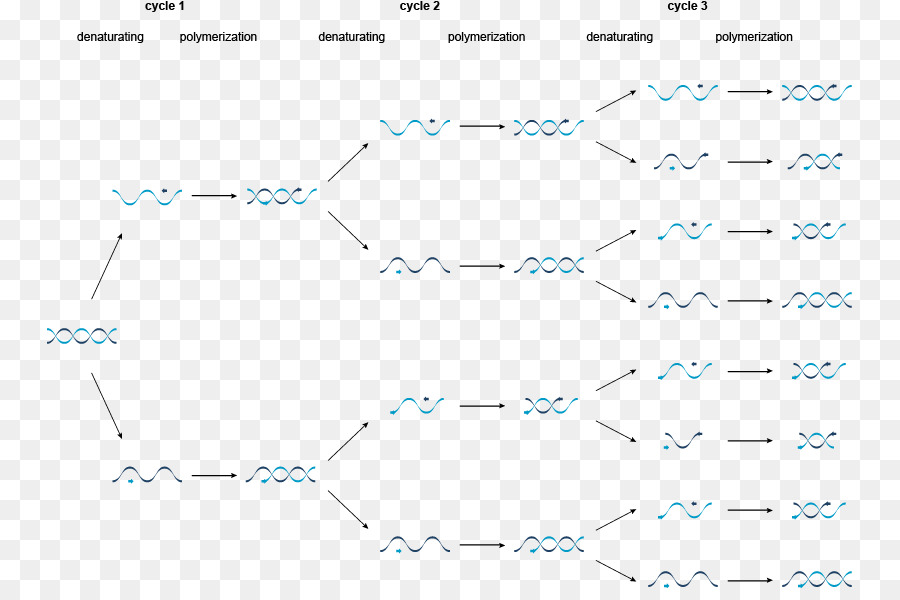 Document，Doubler PNG