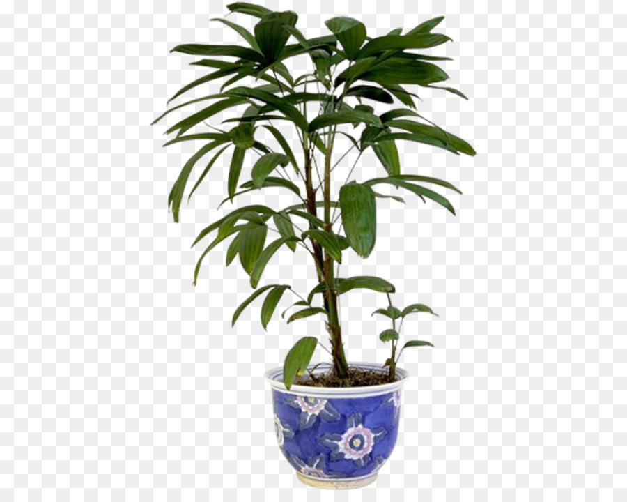 Plante，Tige De La Plante PNG