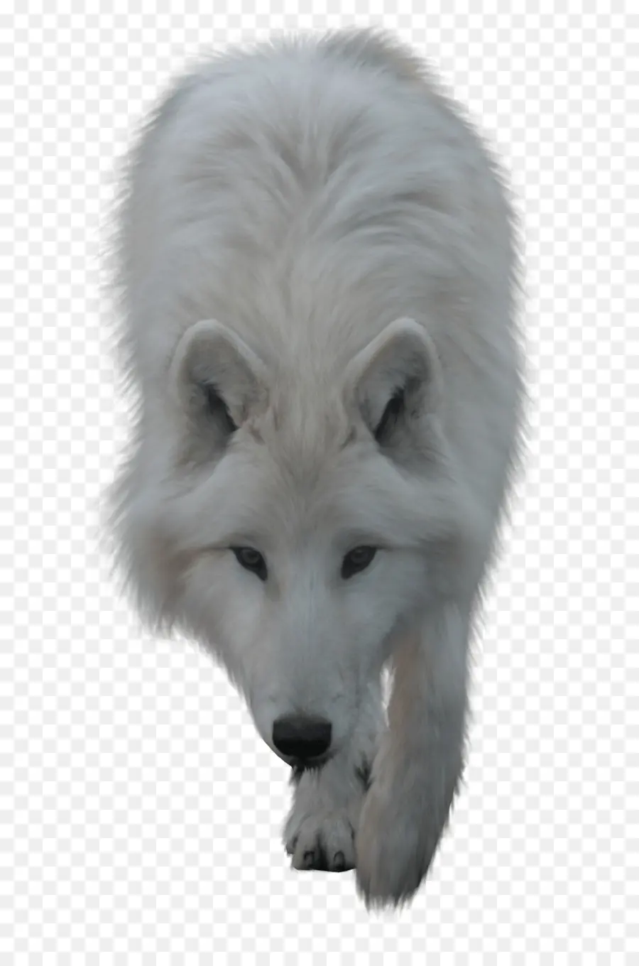 Loup Blanc，Loup PNG