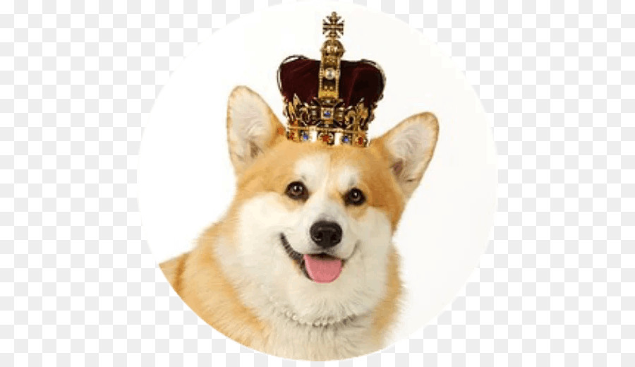 Corgi Avec Couronne，Couronne PNG