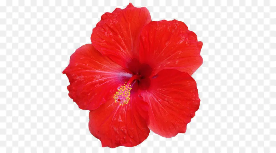 Roselle，Thé D Hibiscus PNG