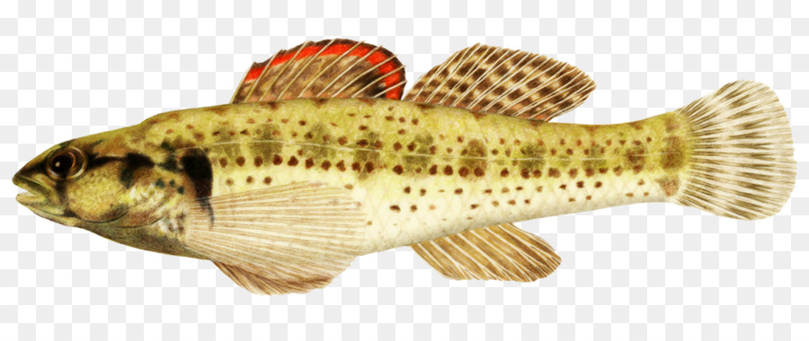 Poisson，Aquatique PNG