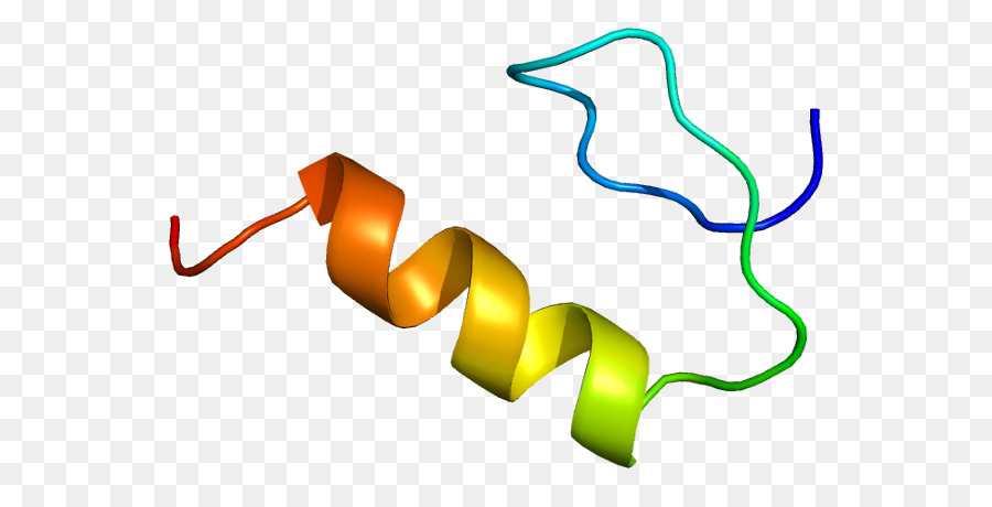 Le Facteur De Transcription Sp1，Facteur De Transcription PNG