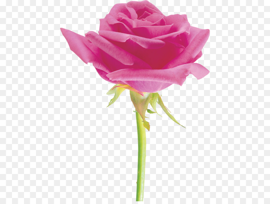 Rose Rose，Floraison PNG