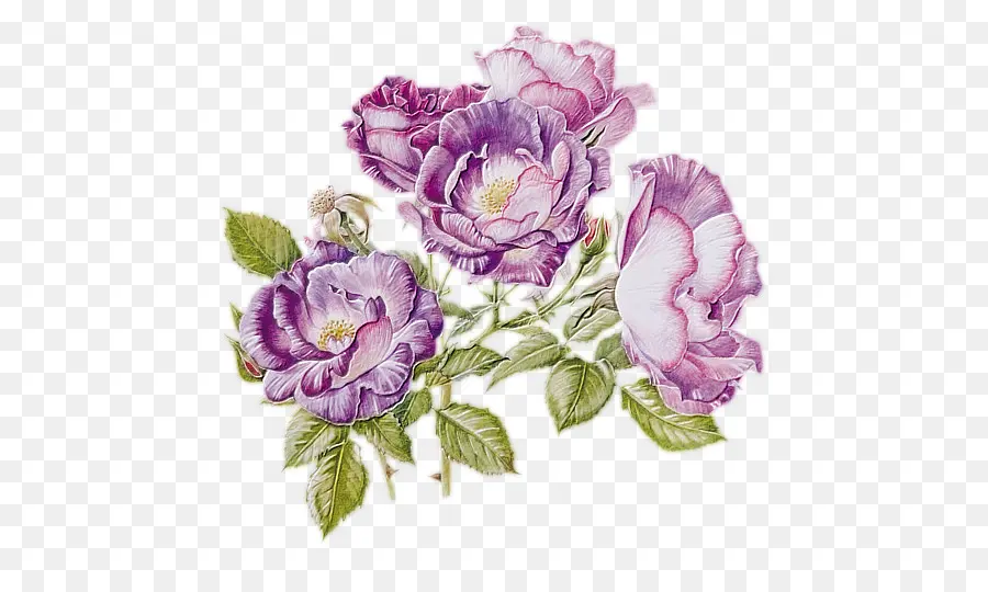 Rose Blanche，Floraison PNG