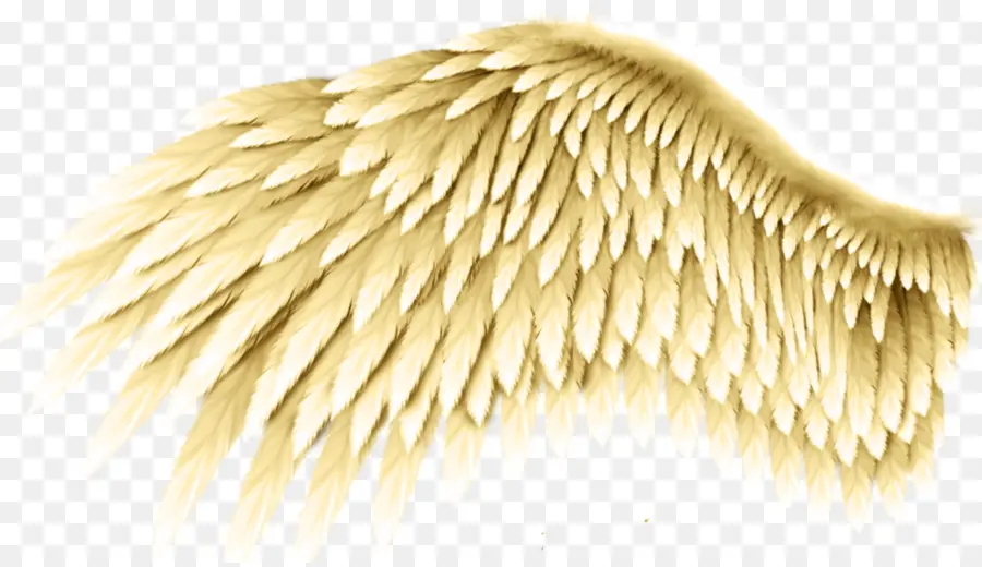 Aile Dorée，Plumes PNG