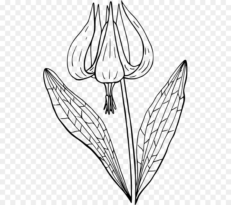 Fleur，érythronium Revolutum PNG