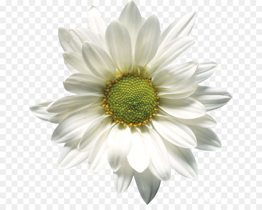 Marguerite，Blanc PNG