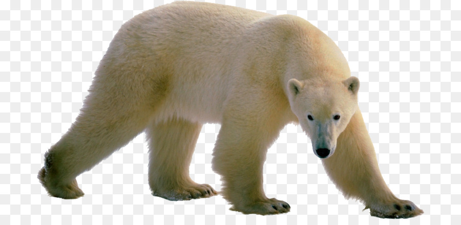 Ours Blanc，Blanc PNG