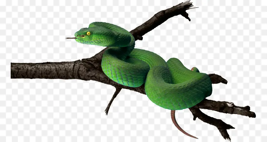 Serpent Vert，Reptile PNG