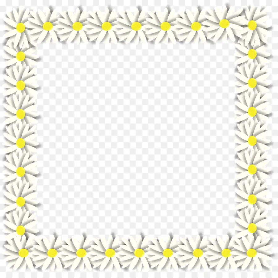 Cadre De Fleur De Marguerite，Marguerite PNG