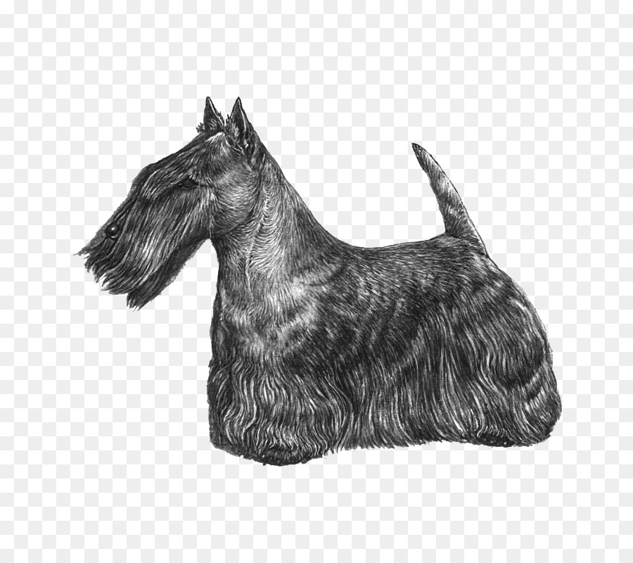 Terrier écossais，Chien Terrier De Cesky PNG