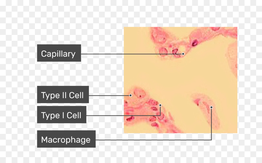 Des Macrophages，Pulmonaire Alvéolaire PNG