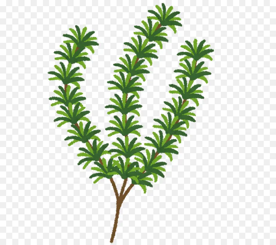 Plante Verte，Bifurquer PNG