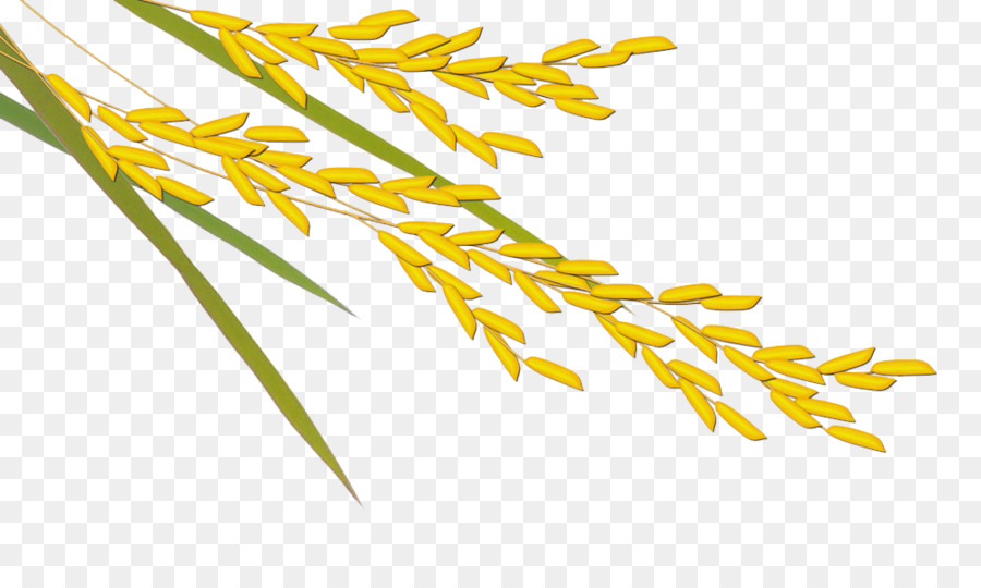 Usine De Riz，Grains PNG