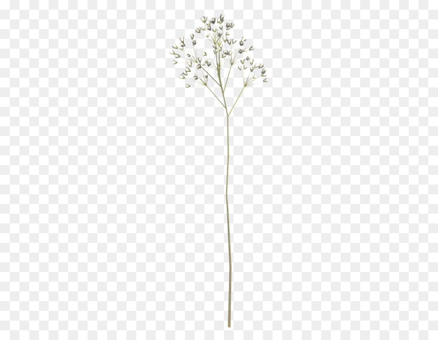 Tige De Plante，Usine PNG