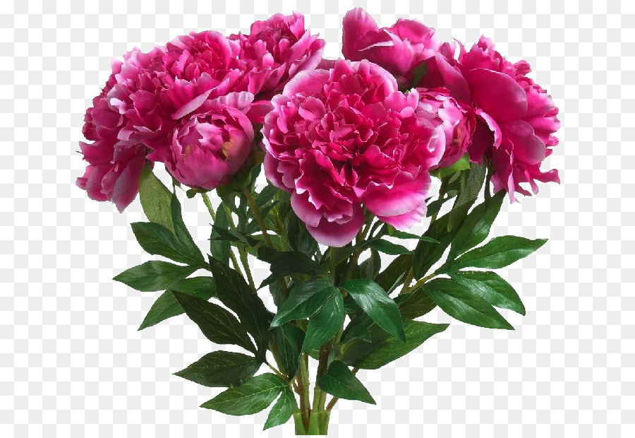 Pivoine，Blingee PNG