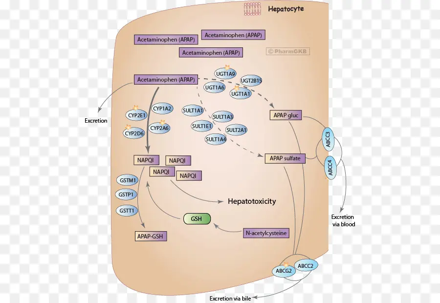 Voie Métabolique，Hépatocytes PNG