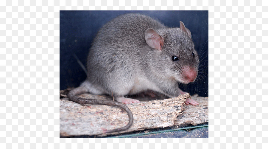 Souris，Rongeur PNG