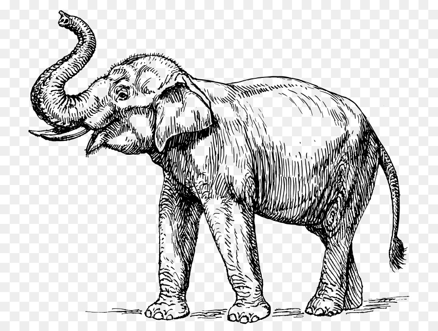 éléphant Indien，Elephantidae PNG