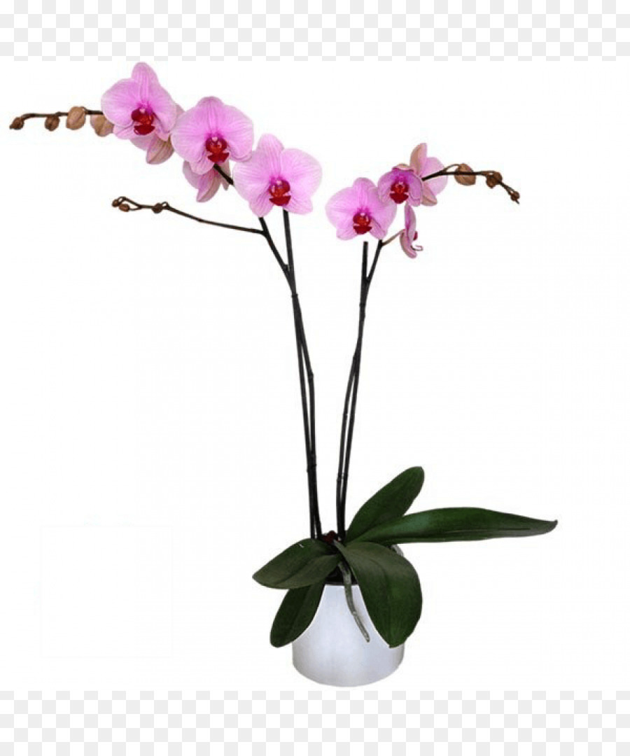 Orchidée Rose，Usine PNG