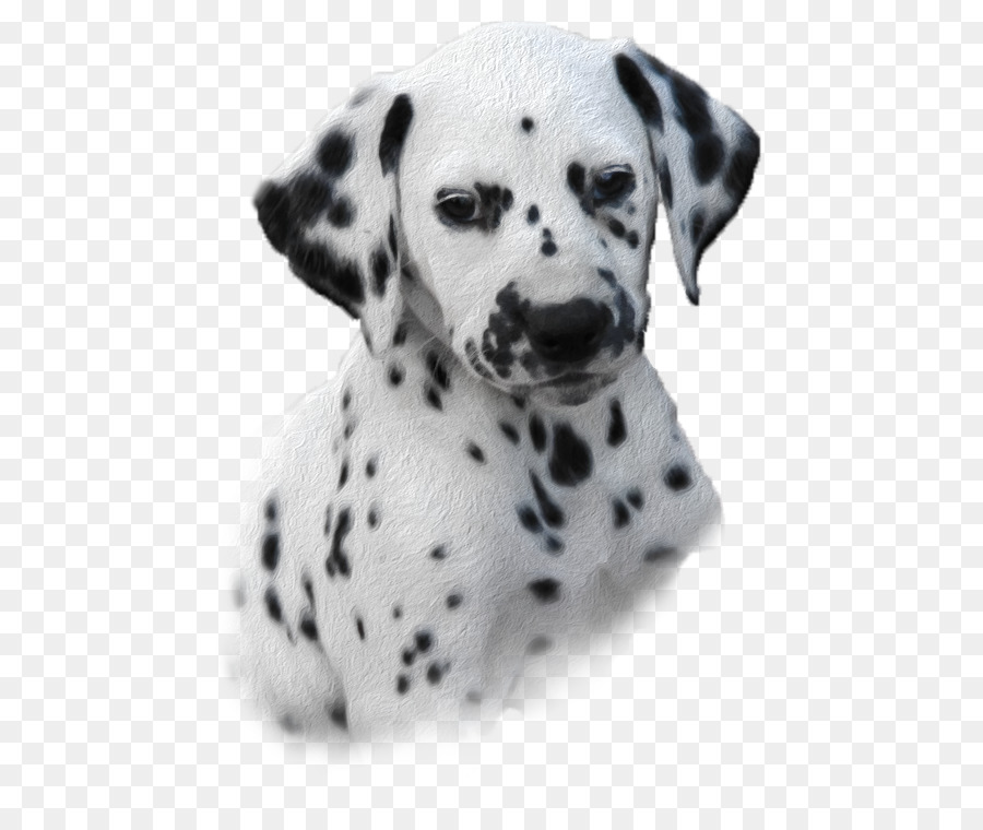 Chiot Dalmatien，Taches PNG