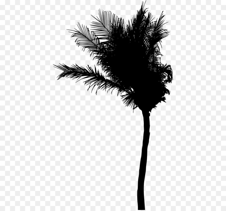 Silhouette De Palmier，Tropical PNG